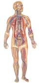 Quel est l'organe principal irrigué par l'artère carotide interne ?