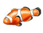 Dans le dessin animé Nemo, le poisson coloré est un poisson ?