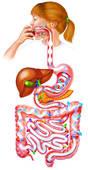 Qu'est-ce qui permet de transporter les aliments dans le tube digestif ?