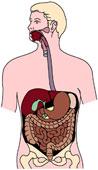 Quels sont les cinq organes qui constituent l'appareil digestif?