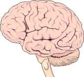 Le cerveau a combien d'hémisphère?