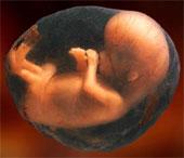 Où se passe la gestation (la croissance) de l'embryon et du fœtus ?