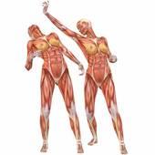 De quels os les muscles intercostaux, sous-costaux et sterno-costaux régulent-ils le mouvement ?