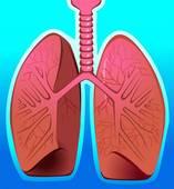Comment s'appellent les minuscules groupes de cavités servant à la diffusion des gaz dans les poumons ?