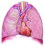 Quel est le vaisseau sanguin qui transporte le sang pauvre en oxygène du coeur aux poumons ?
