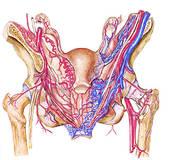 Quel est le terme utilisé pour décrire un réseau de fibres nerveuses ou de vaisseaux sanguins ?