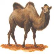 Comment appelle t'on le cri du chameau ?