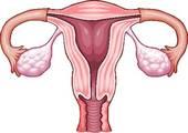 Quelle partie de l'appareil reproducteur femelle est éliminée lors de la menstruation ?