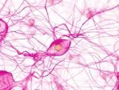 Quelles sont les structures qui transportent les influx nerveux vers le corps d'un neurone ?
